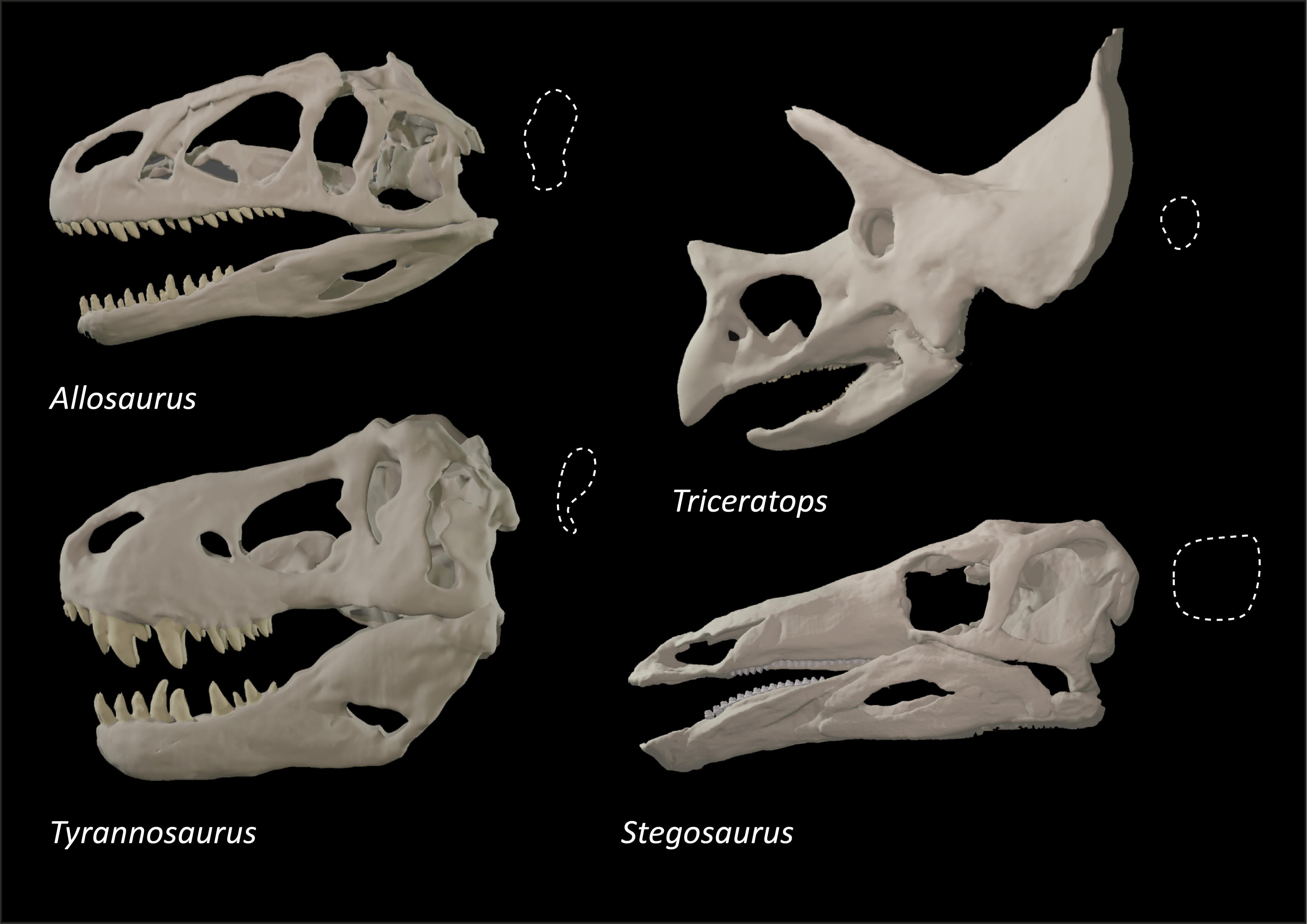 tyrannosaurus rex eyes